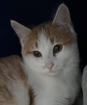 Rescue Domestic Short Hair Cats for Adoption in Sault Ste. Marie, Michigan - Hugo | PetCurious