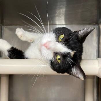 Hope (Cat 34) -  Domestic Short Hair Cat for Adoption in Roanoke, Virginia - Hope (Cat 34) | PetCurious