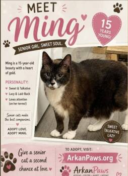 Ming -  Snowshoe Cat for Adoption in Plumerville, Arkansas - Ming | PetCurious