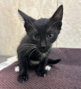 Megan -  Domestic Short Hair Cat for Adoption in Honolulu, Hawaii - Megan | PetCurious