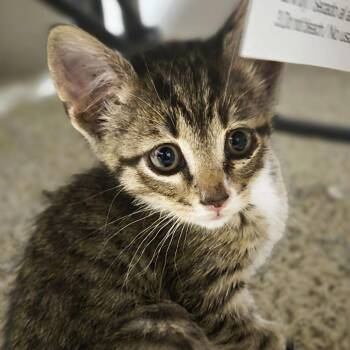 Millie Bobby Brown -  Domestic Short Hair Cat for Adoption in Columbia, Missouri - Millie Bobby Brown | PetCurious