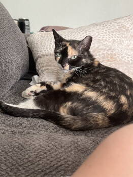 Rescue Tortoiseshell and Tuxedo Cats for Adoption in Fort Myers, Florida - Charm | PetCurious