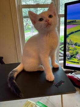 NBC -  Domestic Short Hair Cat for Adoption in San Antonio, Texas - NBC | PetCurious
