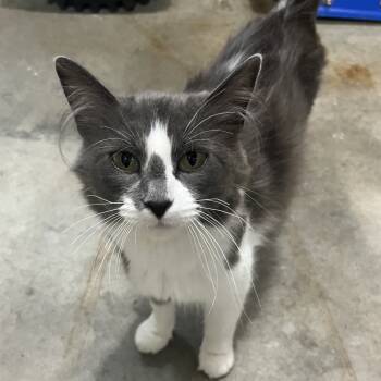 Rescue Domestic Short Hair Cats for Adoption in Rochester, Minnesota - Gemma | PetCurious