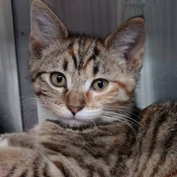 Tabby Cats Available for Adoption - WINDY | PetCurious