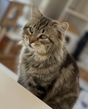 Domestic Medium Hair and Tabby Cats Available for Adoption - Frizzy | PetCurious