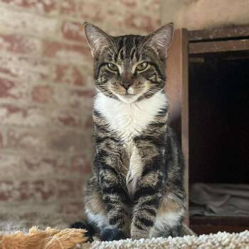 Tabby Cats Available for Adoption in Huntington, New York - Sam And Max (twin Brothers!) | PetCurious
