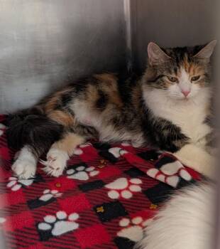 Violet (Spayed) (Empty-Nester) -  Calico and Domestic Long Hair Cat for Adoption in Marietta, Ohio - Violet (Spayed) (Empty-Nester) | PetCurious