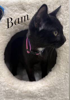 Bambino -  Domestic Short Hair Cat for Adoption in Hazlet, New Jersey - Bambino | PetCurious