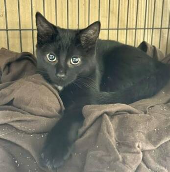 Faith -  Domestic Short Hair Cat for Adoption in Vaughan, Ontario - Faith | PetCurious