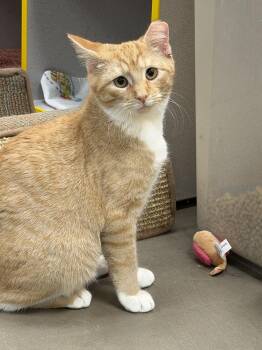 Domestic Short Hair Cats Available for Adoption - Oscar (kitten - Needs To Go With/to A Friend) | PetCurious