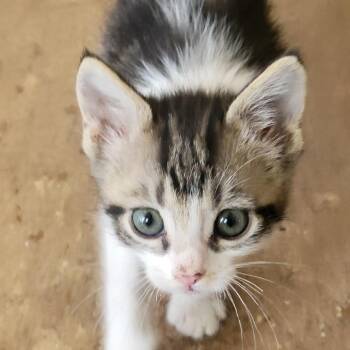 Cameron -  Domestic Short Hair Cat for Adoption in Wickenburg, Arizona - Cameron | PetCurious