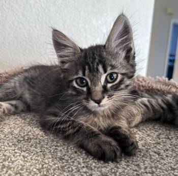 Scottie -  Tabby Cat for Adoption in Oracle, Arizona - Scottie | PetCurious