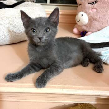 Seinfeld kittens - Kramer -  Domestic Short Hair Cat for Adoption in Washington, District Of Columbia - Seinfeld Kittens - Kramer | PetCurious