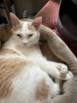 Rescue Domestic Short Hair Cats for Adoption in Seven Valleys, Pennsylvania - Kiki | PetCurious