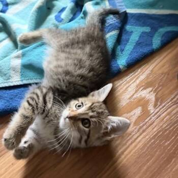 Danica Kirkpatrick -  Domestic Short Hair Cat for Adoption in Westminster, California - Danica Kirkpatrick | PetCurious