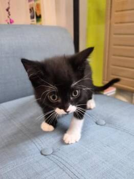 Square -  Domestic Short Hair Cat for Adoption in Savannah, Georgia - Square | PetCurious