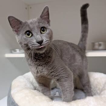 Newton -  Domestic Short Hair Cat for Adoption in Accident, Maryland - Newton | PetCurious