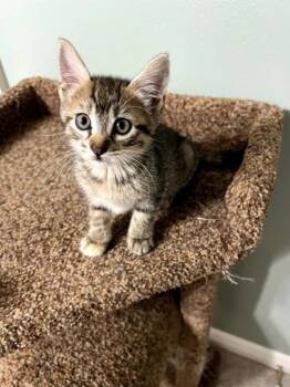 Rescue Domestic Short Hair Cats for Adoption in River Ridge, Louisiana - Willa | PetCurious