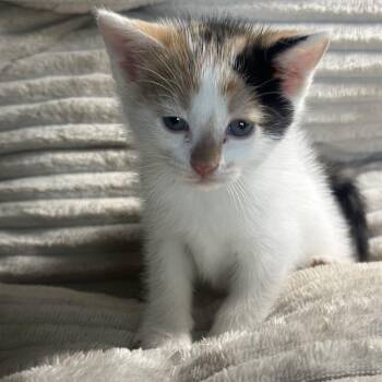 Domestic Medium Hair Cats Available for Adoption in San Saba, Texas - Patches | PetCurious