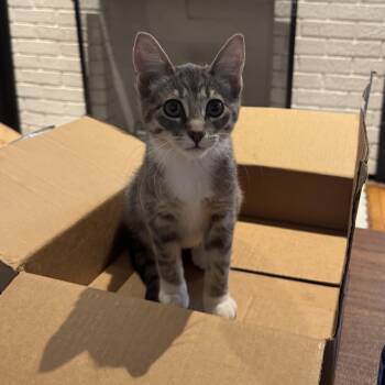 Rosie -  Domestic Short Hair Cat for Adoption in Hudsonville, Michigan - Rosie | PetCurious