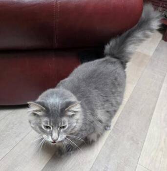 Merlin -  Domestic Long Hair and Domestic Short Hair Cat for Adoption in Fairfax, Virginia - Merlin | PetCurious