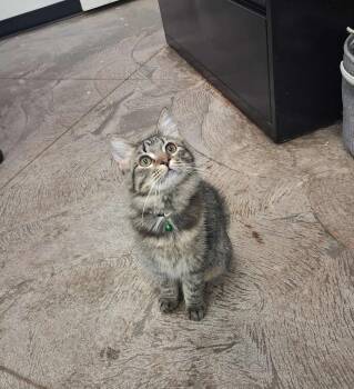 Rescue Domestic Medium Hair Cats for Adoption in Roosevelt, Utah - Ricky | PetCurious