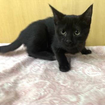 Jinxie -  Domestic Short Hair Cat for Adoption in Brentwood, Missouri - Jinxie | PetCurious