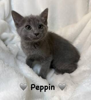 Domestic Short Hair Cats Available for Adoption in Copley, Ohio - Peppin | PetCurious