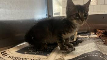 FRED -  Domestic Short Hair Cat for Adoption in Grand Prairie, Texas - FRED | PetCurious