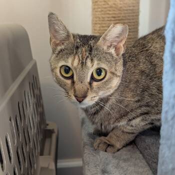 Rescue Domestic Short Hair Cats for Adoption in Charlotte, North Carolina - Millie | PetCurious
