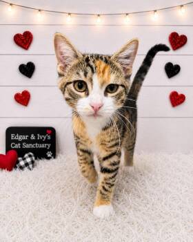 Purr-nelope -  Domestic Short Hair Cat for Adoption in Corpus Christi, Texas - Purr-nelope | PetCurious