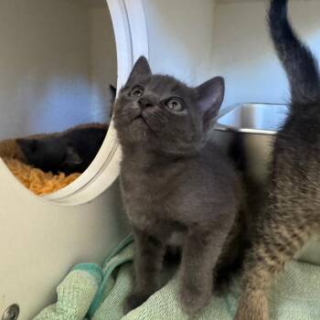 Cadillac -  Domestic Short Hair Cat for Adoption in Buellton, California - Cadillac | PetCurious