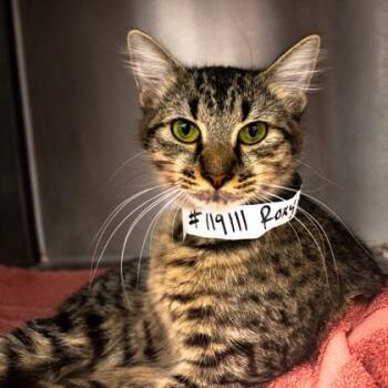 Roxy -  Domestic Medium Hair Cat for Adoption in Atlanta, Georgia - Roxy | PetCurious