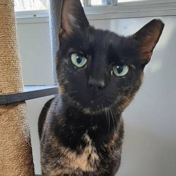 Domestic Short Hair Cats Available for Adoption in Charleston, South Carolina - Rosie | PetCurious
