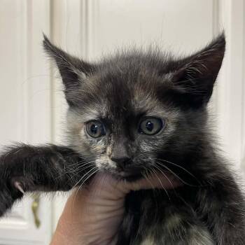 Domestic Short Hair Cats Available for Adoption in Hemet, California - Peaches | PetCurious