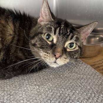 Orchid Mantis -  Domestic Short Hair Cat for Adoption in Dekalb, Illinois - Orchid Mantis | PetCurious