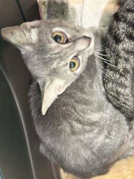 Lilly -  Domestic Short Hair Cat for Adoption in Memphis, Tennessee - Lilly | PetCurious