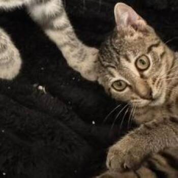 Carly  Houston -  Domestic Short Hair Cat for Adoption in Denver, Colorado - Carly  Houston | PetCurious