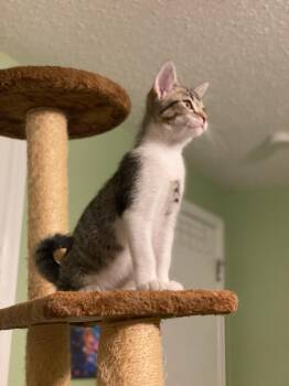 Rescue Domestic Short Hair Cats for Adoption in Oklahoma City, Oklahoma - Rusty | PetCurious