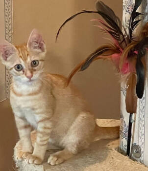 Rescue Tabby and Domestic Short Hair Cats for Adoption in Richardson, Texas - Ginger | PetCurious