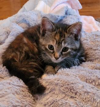 Domestic Short Hair Cats Available for Adoption in Athens, Ohio - Valerie | PetCurious