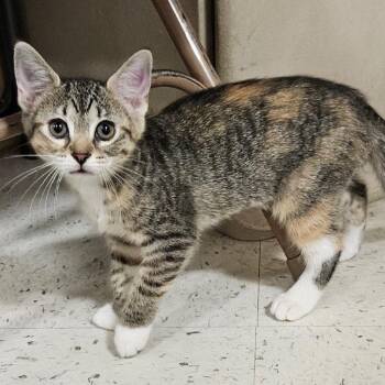 Half baked -  Domestic Short Hair Cat for Adoption - Half Baked | PetCurious
