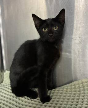 Pick Up Sticks -  Domestic Short Hair Cat for Adoption in Richmond, Virginia - Pick Up Sticks | PetCurious