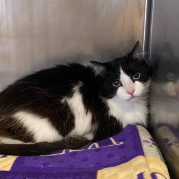 Mouse -  Domestic Long Hair Cat for Adoption in Chehalis, Washington - Mouse | PetCurious