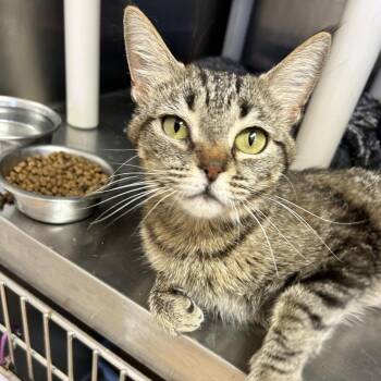 Gargoyle -  Domestic Short Hair Cat for Adoption in Los Angeles, California - Gargoyle | PetCurious