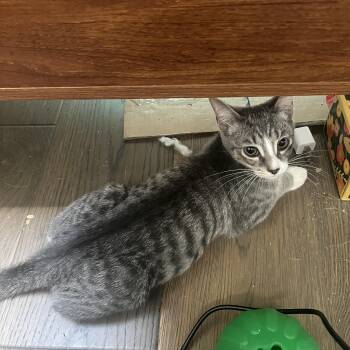 Rescue Domestic Short Hair Cats for Adoption in Calverton, Maryland - Pickle | PetCurious