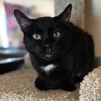 Tula -  Domestic Short Hair Cat for Adoption in Goshen, Indiana - Tula | PetCurious