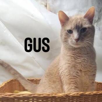 Domestic Short Hair Cats Available for Adoption - Gus C11149 | PetCurious