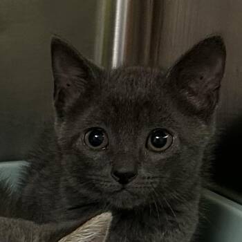 Amy Lee -  Domestic Short Hair Cat for Adoption in Waynesville, North Carolina - Amy Lee | PetCurious